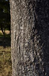 Fuscospora solandri: bark of a mature tree.
 Image: K.A. Ford © Landcare Research 2015 CC BY 3.0 NZ